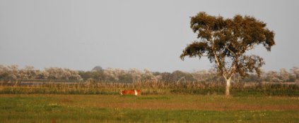 Kranichbeobachtung, Boddentour Ferienservice-Ostsee.de